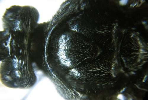Réf. 229 511 : Arge ustulata