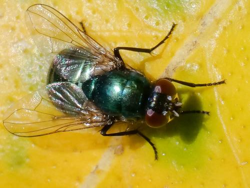 Réf. 229 575 : Pyrellia vivida