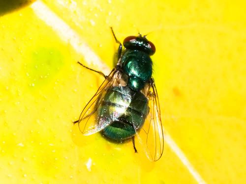 Réf. 229 576 : Pyrellia vivida