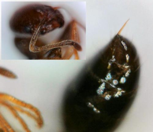 Trichomyrmex sp.