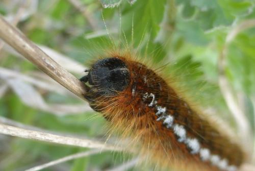 Malacosoma franconica