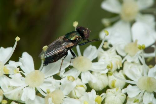 Réf. 229 169 : Physiphora alceae