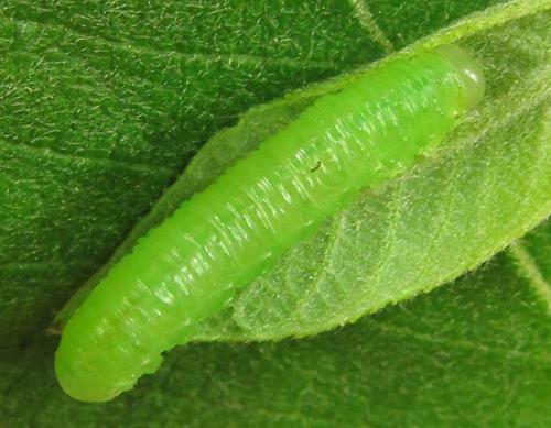 Euura humeralis