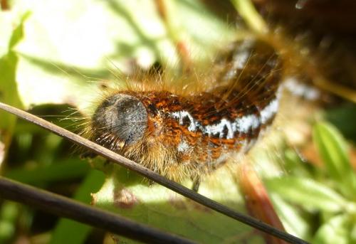 Réf. 229 288 : Malacosoma franconica
