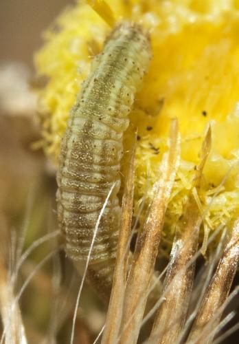 Réf. 229 787 : Gymnoscelis rufifasciata