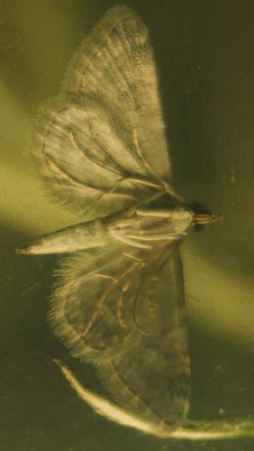 Gymnoscelis rufifasciata
