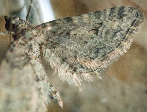 Gymnoscelis rufifasciata
