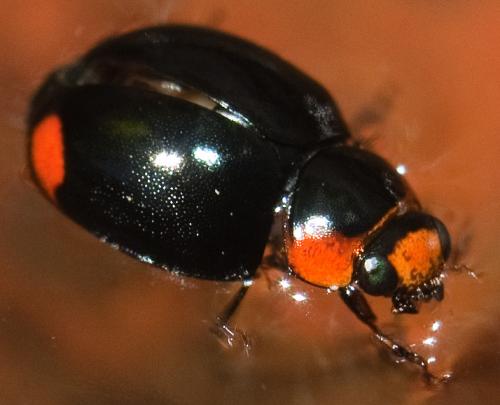Réf. 229 523 : Hyperaspis sp.