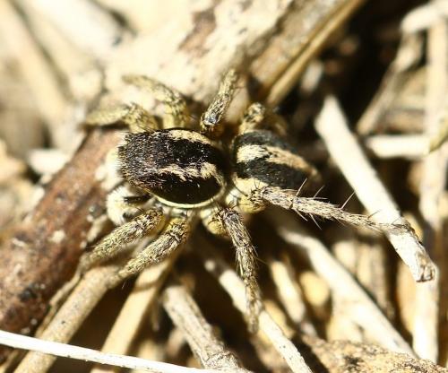 Réf. 229 145 : Aelurillus luctuosus