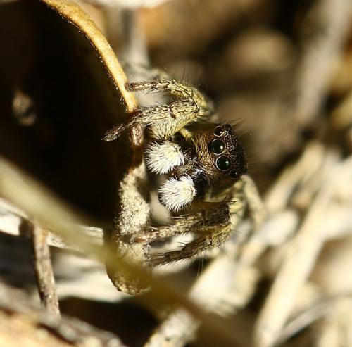 Réf. 229 146 : Aelurillus luctuosus