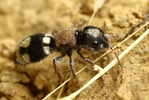 Ronisia barbarula