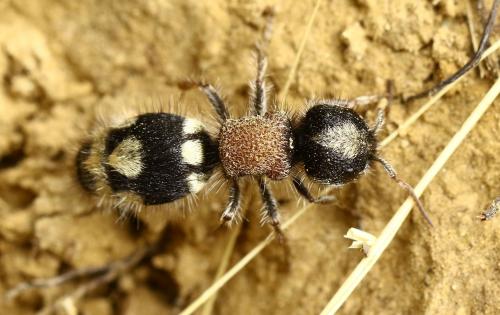 Réf. 229 320 : Ronisia barbarula