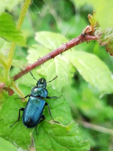 Réf. 229 090 : Platycerus caraboides