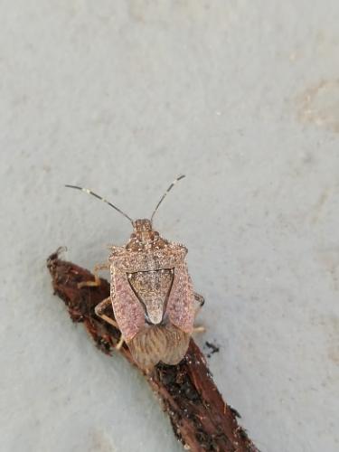 Halyomorpha halys