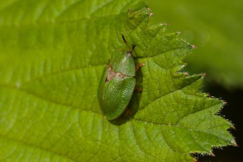 Réf. 229 196 : Cassida sp.