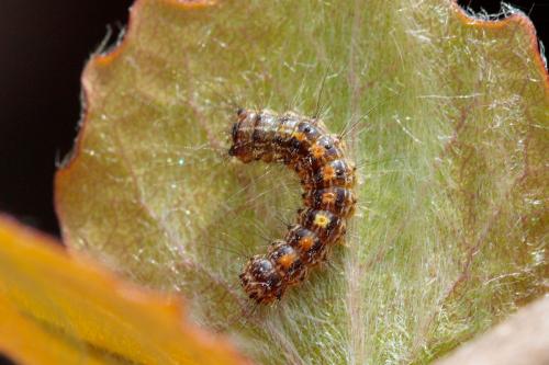 Lymantria dispar