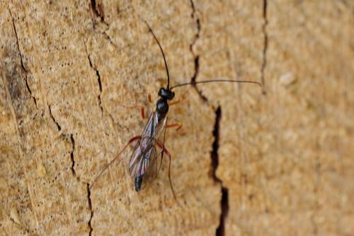 Rhimphoctona sp.