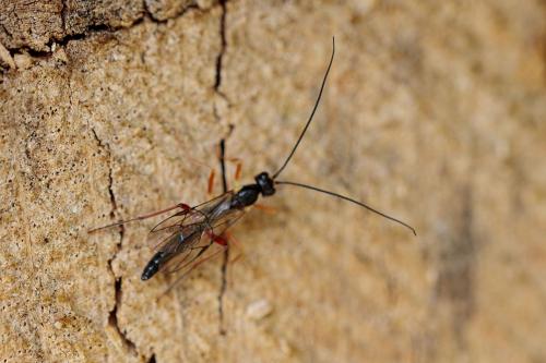 Rhimphoctona sp.