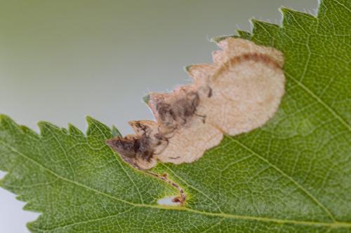 Réf. 229 251 : Eriocrania sparrmannella