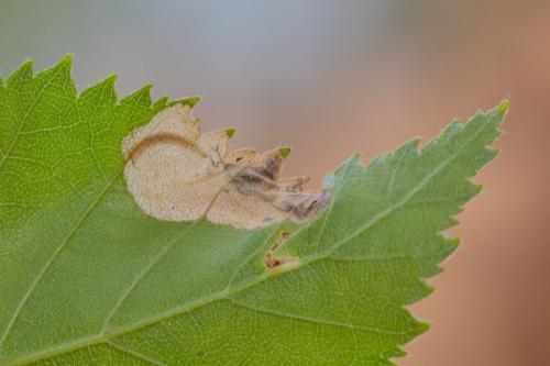 Réf. 229 252 : Eriocrania sparrmannella