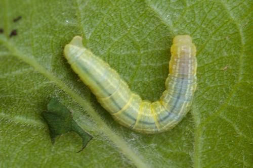 Operophtera brumata