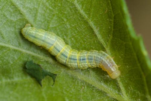 Réf. 229 284 : Operophtera brumata