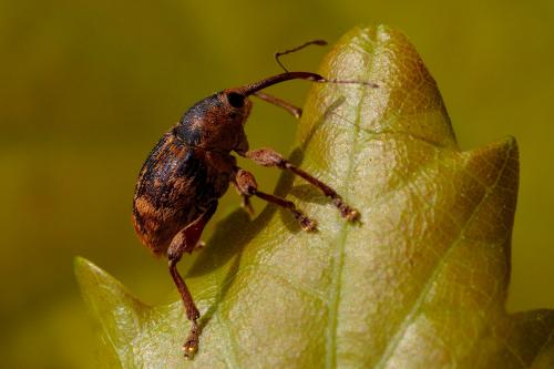 Réf. 229 804 : Curculio nucum
