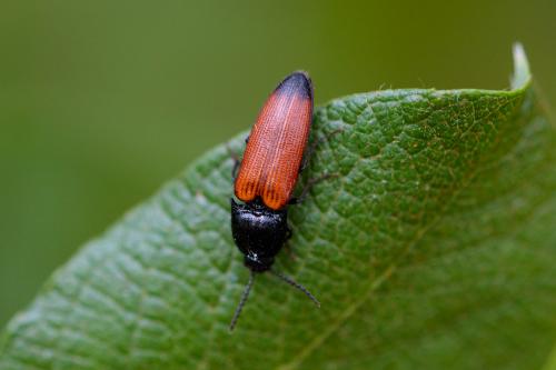 Réf. 229 814 : Ampedus sp.