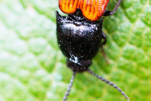 Ampedus sp.