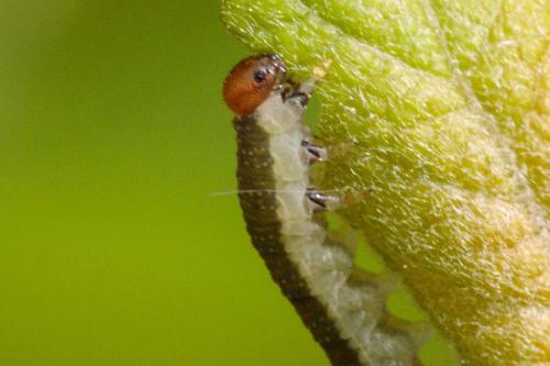 Euura sp.