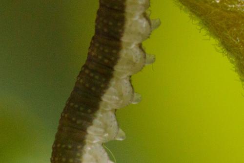 Euura sp.
