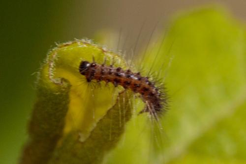 Lymantria dispar