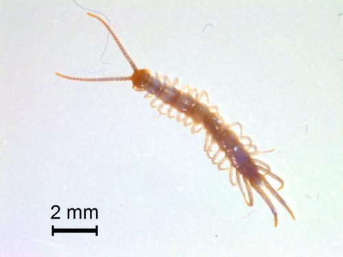 Réf. 229 008 : Lithobius melanops