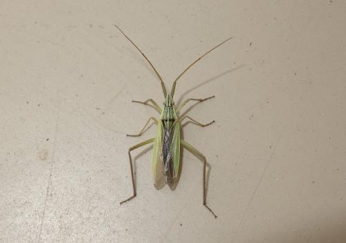 Réf. 229 328 : Notostira sp.