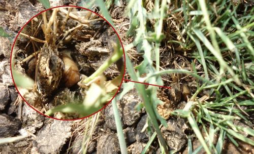 Réf. 229 626 : Amphimallon ruficorne