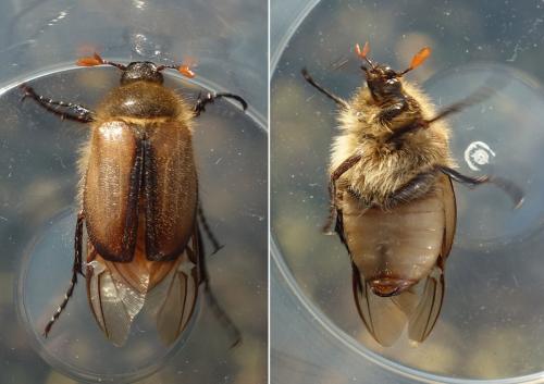 Réf. 229 960 : Amphimallon ruficorne