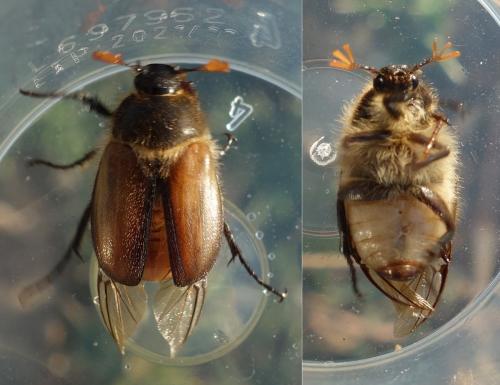 Réf. 229 961 : Amphimallon ruficorne