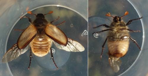 Réf. 229 962 : Amphimallon ruficorne