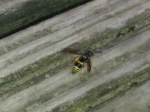Ancistrocerus sp.