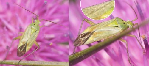 Closterotomus norwegicus
