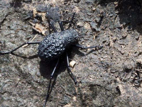 Adesmia sp.