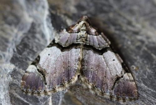Réf. 229 826 : Anticlea derivata