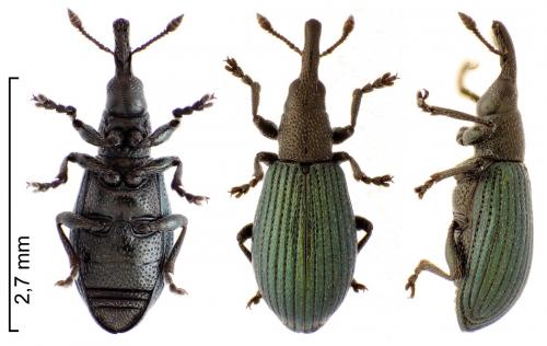 Réf. 229 488 : Perapion violaceum