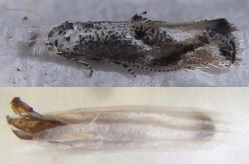 Réf. 229 388 : Bucculatrix alaternella