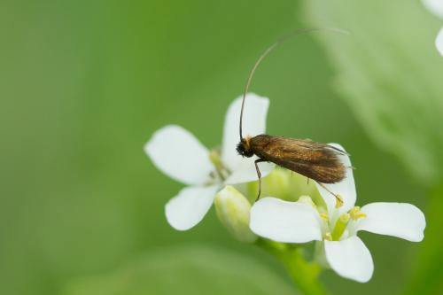 Réf. 229 317 : Cauchas rufimitrella