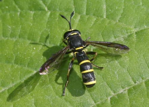 Ceriana conopsoides
