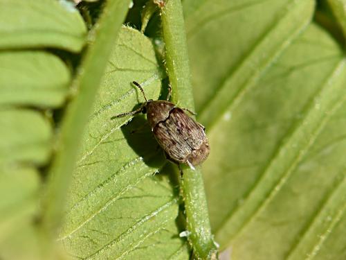 Bruchidius terrenus