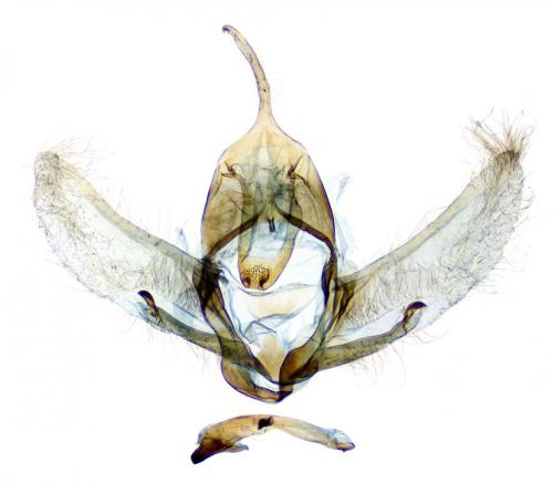 Réf. 229 675 : Cnephasia incertana