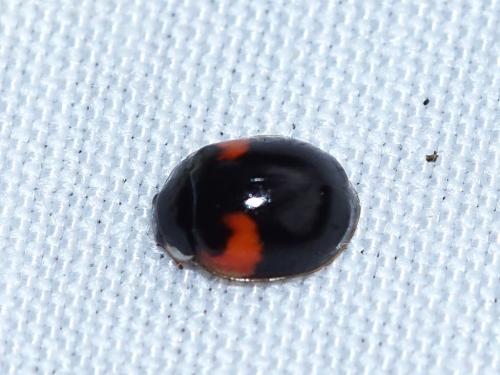 Adalia decempunctata