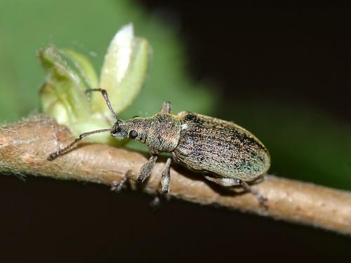 Réf. 229 357 : Phyllobius pyri